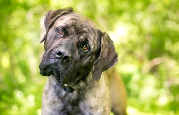 ¿Por qué los perros inclinan la cabeza cuando les hablás?