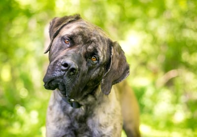 ¿Por qué los perros inclinan la cabeza cuando les hablás?