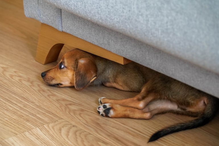 Concepto de cachorro asustadizo, tímido, miedoso, etcétera.