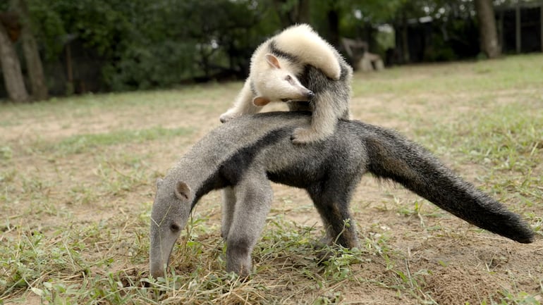 En el documental "Los tesoros escondidos del Paraguay" también se retrata la amistad entre un oso hormiguero y un oso melero, en el refugio Urutaú.