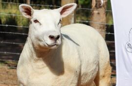 El costo total de esta oveja texel es de G. 98 millones.