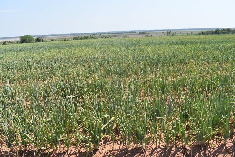 Muchas parcelas agrícolas de la temporada ya estaban sintiendo la falta de lluvias