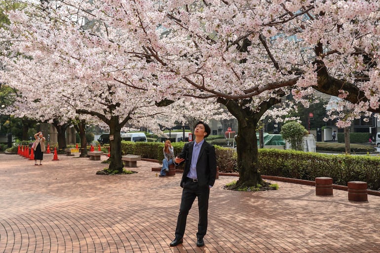 Un hombre observa los cerezos en flor en Tokio el 30 de marzo de 2026.