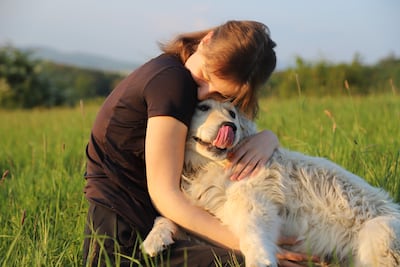 Perro de la raza golden retriever con su humano.