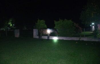 El caballo involucrado en el accidente que le costó la vida a un suboficial fue retenido en el Puesto Policial de Quyquyhó.