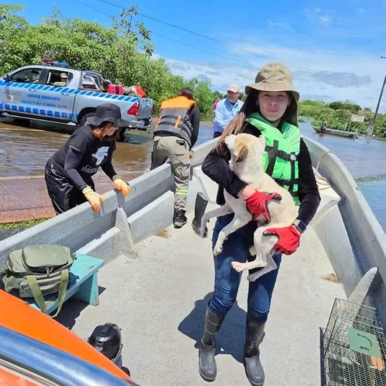 Rescatistas recuperaron animales de las zonas inundadas de Ayolas.
