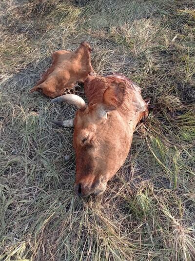 Los casos de abigeato son frecuentes en la zona y no hay ninguna medida de seguridad que frene a los cuatreros.