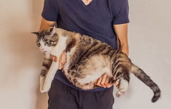 Gato con la panza hinchada.