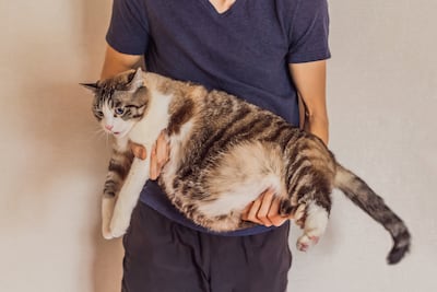 Gato con la panza hinchada.