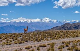 Un guanaco mira hacia los picos nevados en la Cordillera de los Andes en Mendoza, Argentina.