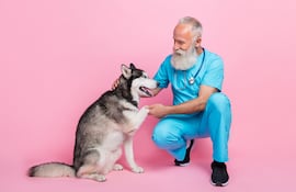Perro husky y un veterinario.
