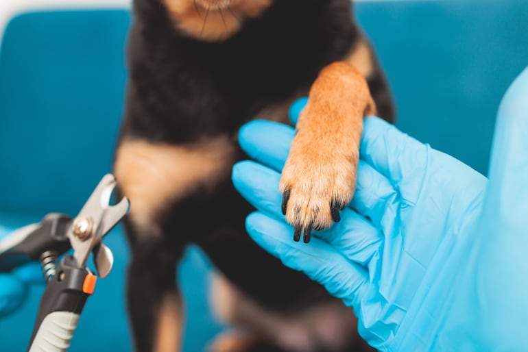 Corte de uñas en perros.