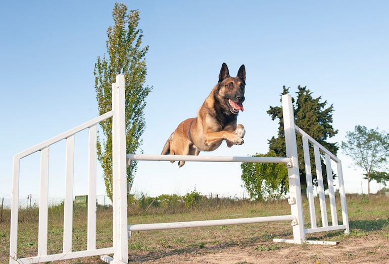 Pastor Belga Malinois.