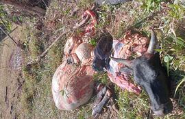 Restos de uno de los animales faenados por los abigeos en la jurisdicción de Gral. Aquino