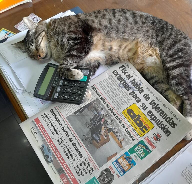 Juan Darío Diario es el gato de ABC Color.