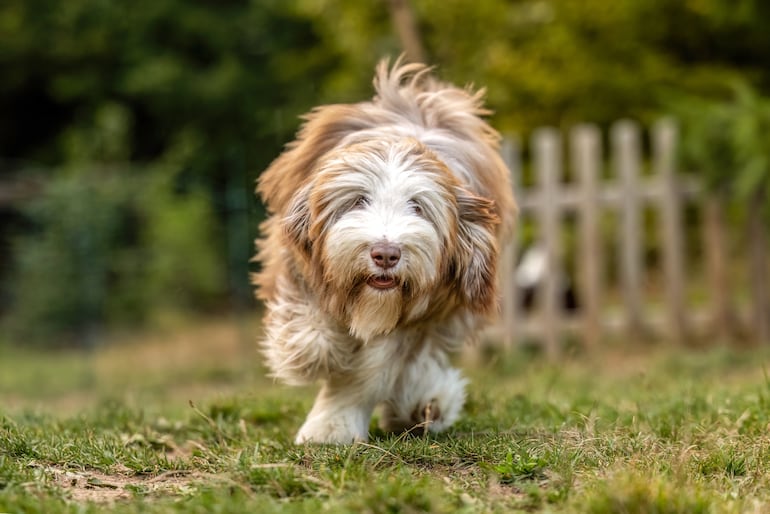 Bearded collie o collie barbudo.