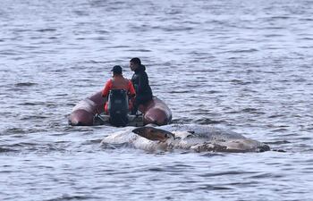 Integrantes de la Prefectura Naval retiran el cuerpo de una ballena sei, que yacía encallada en avanzado estado de descomposición este martes, en la costa de Buenos Aires (Argentina).