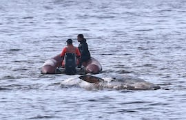 Integrantes de la Prefectura Naval retiran el cuerpo de una ballena sei, que yacía encallada en avanzado estado de descomposición este martes, en la costa de Buenos Aires (Argentina).