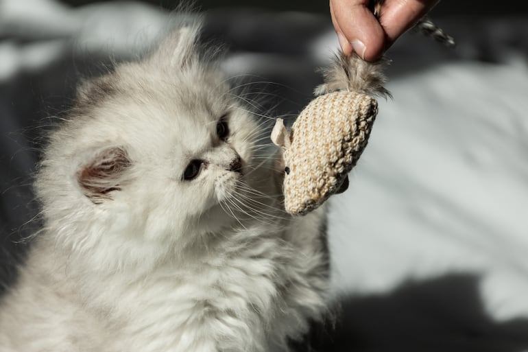 Gato jugando.