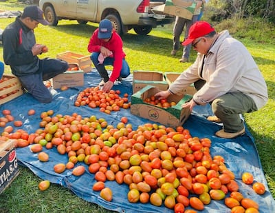 Técnicos del Senave y Deag supervisan la recolección de tomates en Santaní.