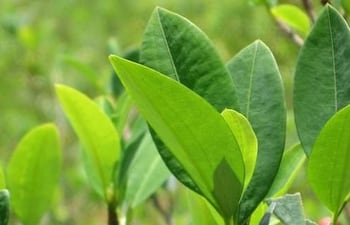 Hoja de coca. (Imagen ilustrativa)