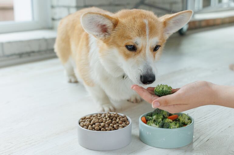 Un perro tiene enfrente un plato de alimentos balanceados y otro con brócoli y zanahoria.