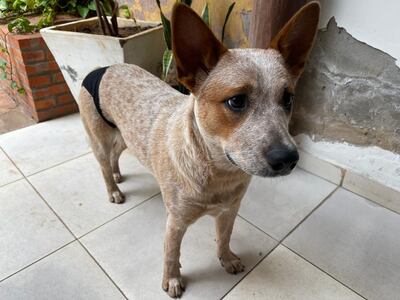 Felipa, la cachorra perdida. Al extraviarse tenía puesto el mismo pañal negro que luce en esta foto.
