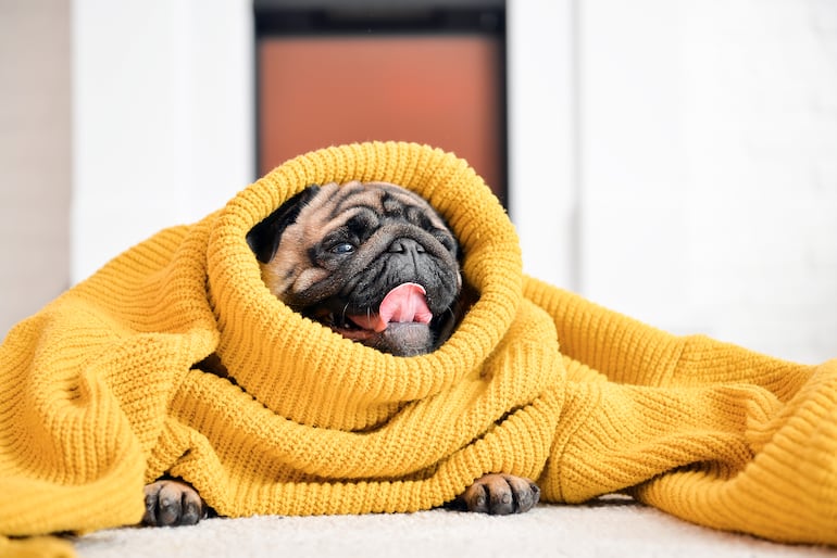 Cómo mantener abrigado a tu perro en días fríos.