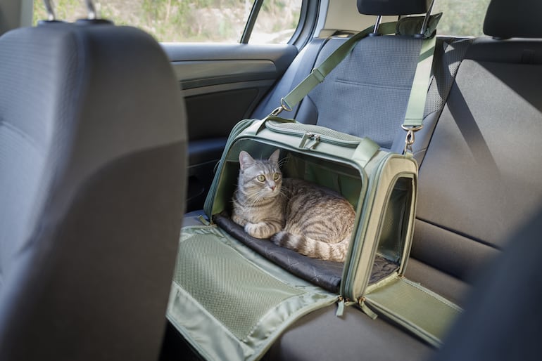 El modo más seguro de viajar en auto con gatos es dentro de una transportadora bien sujeta.