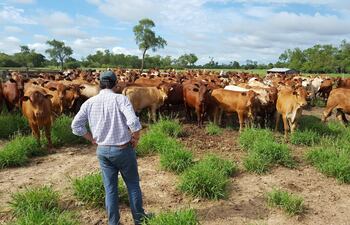 Productores hicieron énfasis en la necesidad de adoptar un modelo más sostenible y eficiente. Archivo