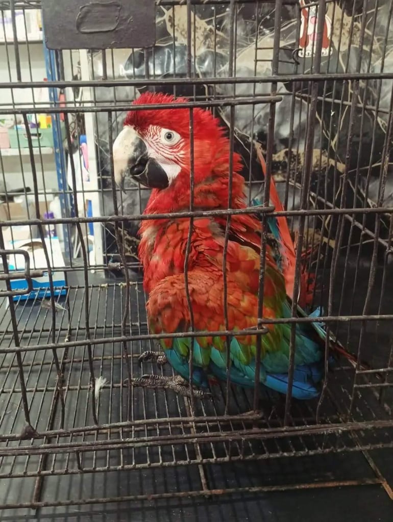Guacamayo rojo en jaula de metal, con plumas verdes y azules, en un ambiente interior indistinto.