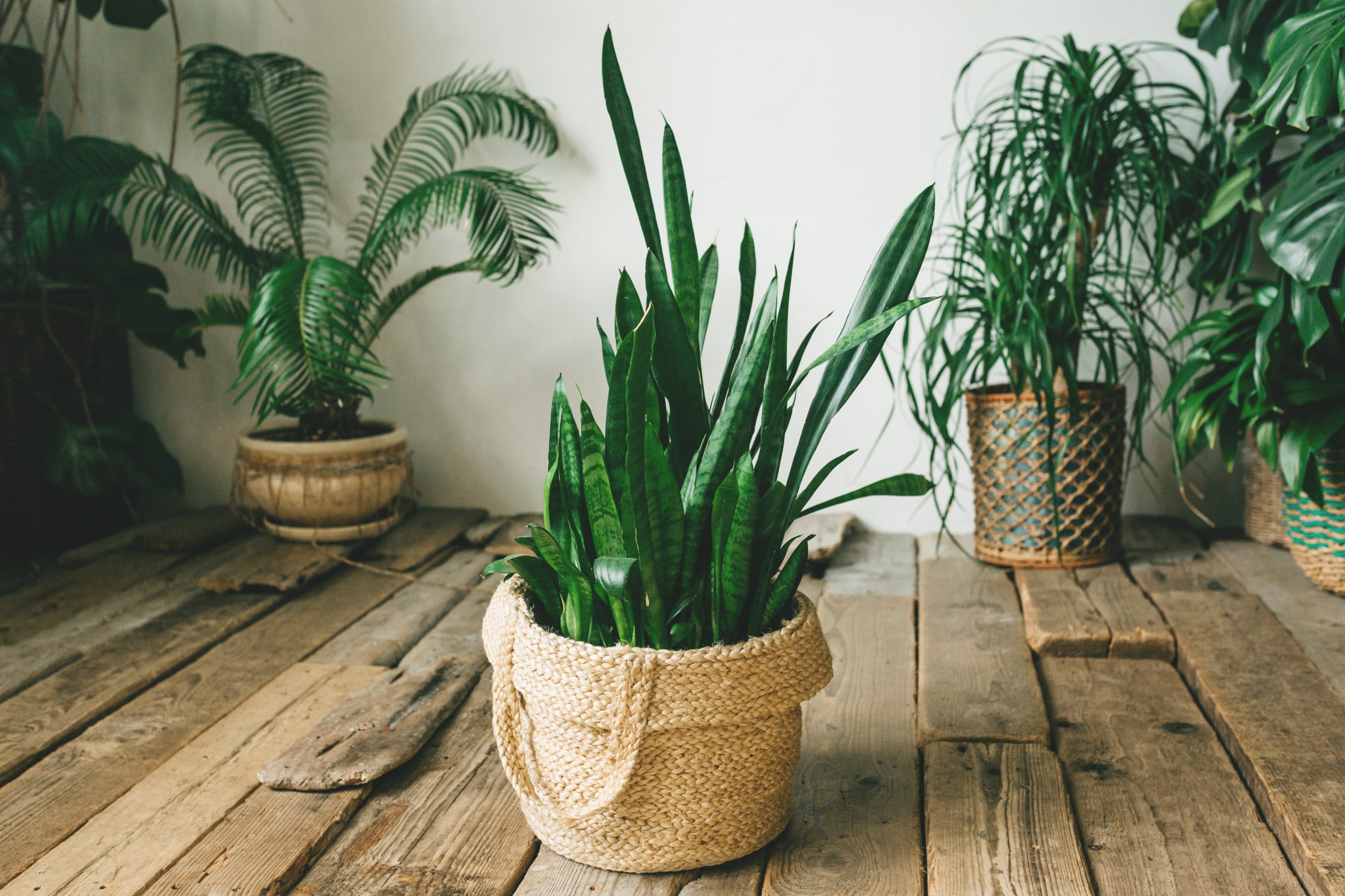Feng Shui : dónde ubicar tus plantas para atraer abundancia y alejar malas energías en casa - Estilo de vida