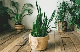 Feng shui verde en el hogar.