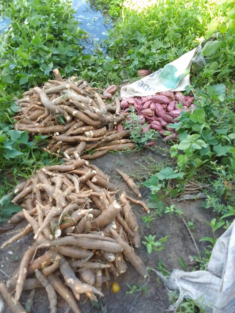 Montones de raíces de mandioca y batata rodeados de vegetación densa en un área de cultivo.