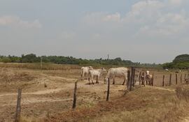 Un panorama desolador se observan en los establecimientos de los pequeños y medianos productores de Ñeembucú.