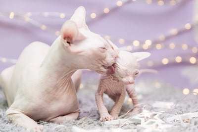 Gato sphynx lame a su cría.