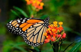 Mariposa monarca.