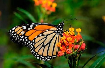 Mariposa monarca.