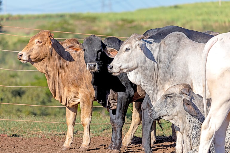 Eficiencia antes que volumen: la hoja de ruta ganadera