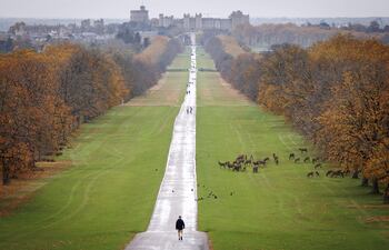 Ciervos deambulan con el Castillo de Windsor al fondo, este miércoles en Windsor. El príncipe Andrés, quien renunció a sus títulos reales debido a sus vínculos con el fallecido delincuente sexual convicto Jeffrey Epstein, enfrenta crecientes presiones para que abandone la mansión de 30 habitaciones de la Corona en Windsor.
