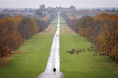 Ciervos deambulan con el Castillo de Windsor al fondo, este miércoles en Windsor. El príncipe Andrés, quien renunció a sus títulos reales debido a sus vínculos con el fallecido delincuente sexual convicto Jeffrey Epstein, enfrenta crecientes presiones para que abandone la mansión de 30 habitaciones de la Corona en Windsor.
