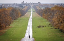 Ciervos deambulan con el Castillo de Windsor al fondo, este miércoles en Windsor. El príncipe Andrés, quien renunció a sus títulos reales debido a sus vínculos con el fallecido delincuente sexual convicto Jeffrey Epstein, enfrenta crecientes presiones para que abandone la mansión de 30 habitaciones de la Corona en Windsor.