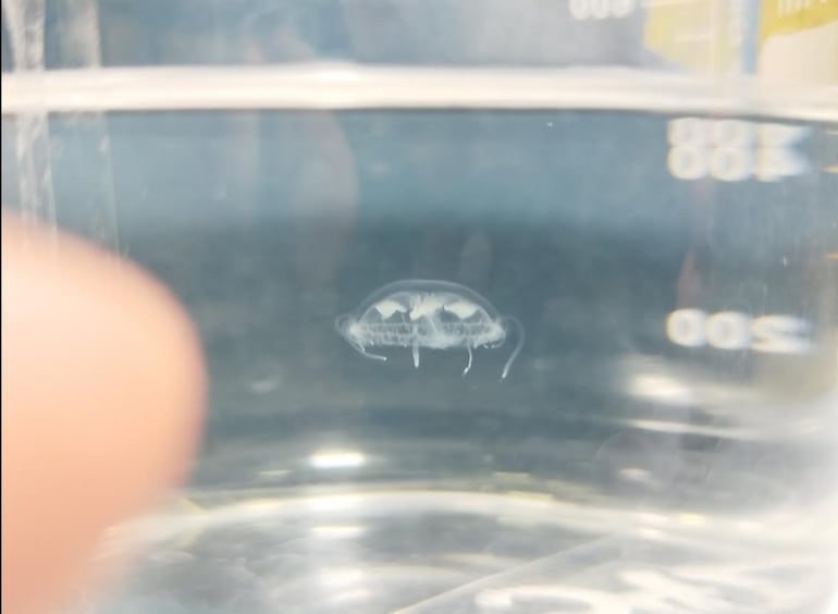 Imágenes de ejemplares de una medusa de agua dulce que fue encontrada en la Cantera de Ypacaraí.
