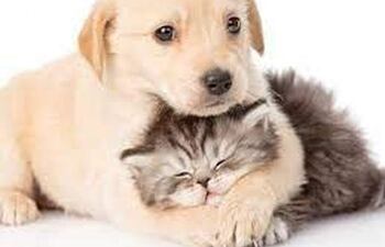 Si estas paseando y observas un animalito en situación de calle o que está sufriendo un maltrato, acá te dejamos una lista de refugios y hogares que pueden ayudarte.