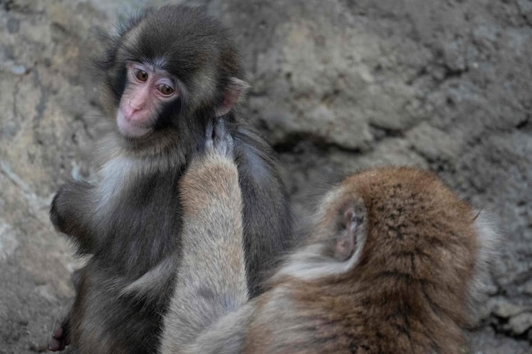 Un macaco japonés macho de siete meses llamado Punch (izq.), que fue abandonado por su madre poco después de nacer, es acicalado por otro mono en el zoológico y jardín botánico de la ciudad de Ichikawa, en la prefectura de Chiba, el 18 de marzo de 2026.