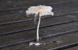 hongo silvestre crece