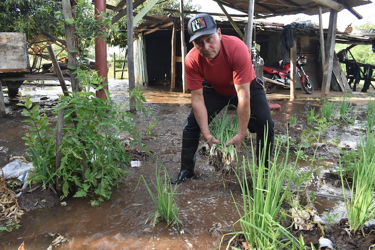 Productor se veo obligado a arrancar sus plantaciones de cebollas.