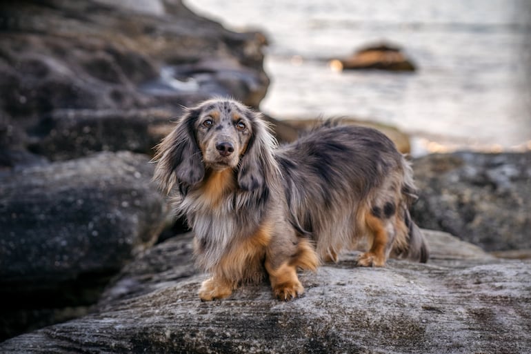Perro salchicha o dachshund.
