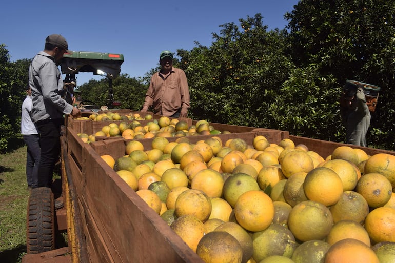 Trabajadores de Frutika.