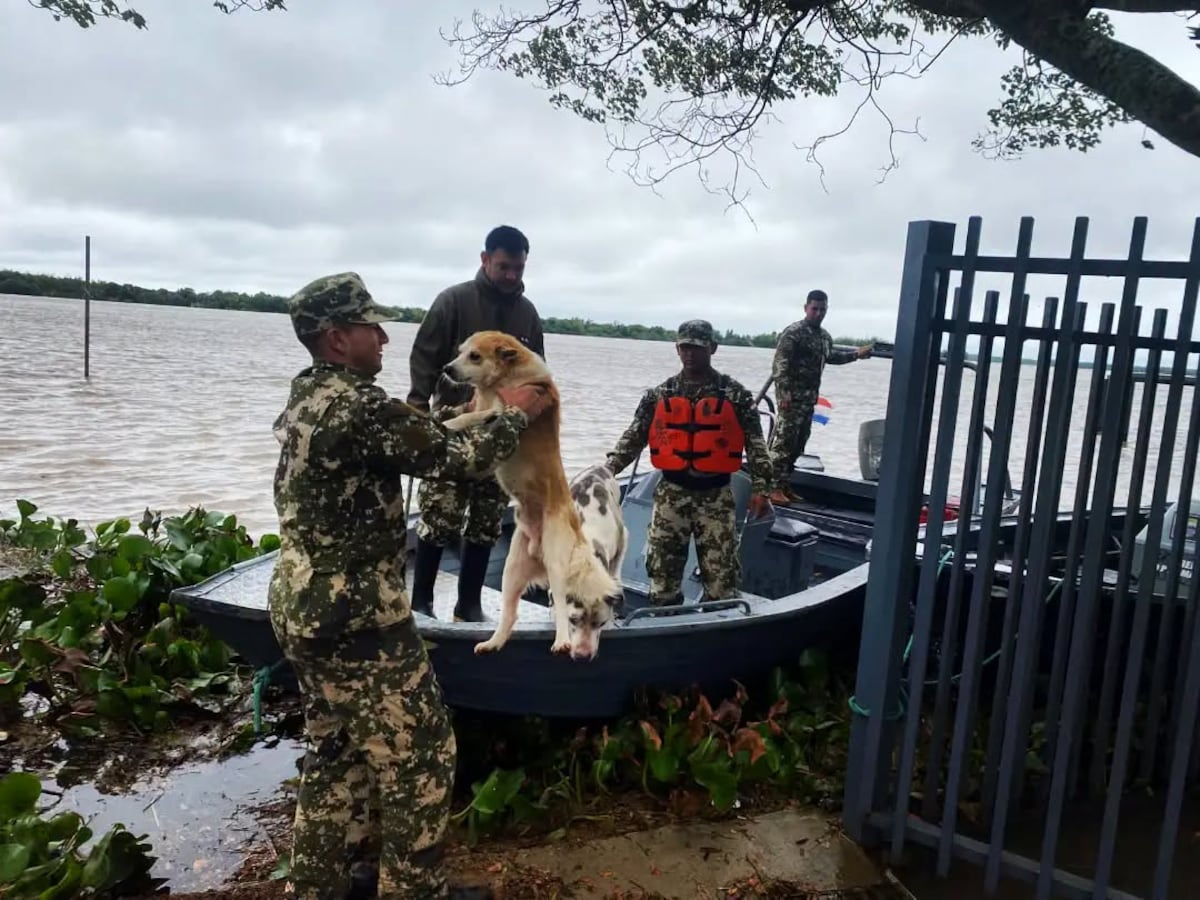 Inundación en Ayolas: rescatan mascotas y evacúan ganado por la crecida del río Paraná Inundación en Ayolas: rescatan mascotas y evacúan ganado por la crecida del río Paraná